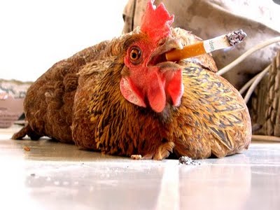 smoking chicken